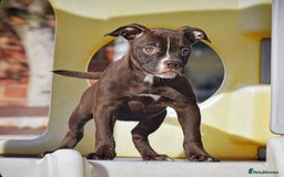 English Bulldog dogs for sale: 23 years experienced 5⭐️Rated Licensed,  - Advert 3