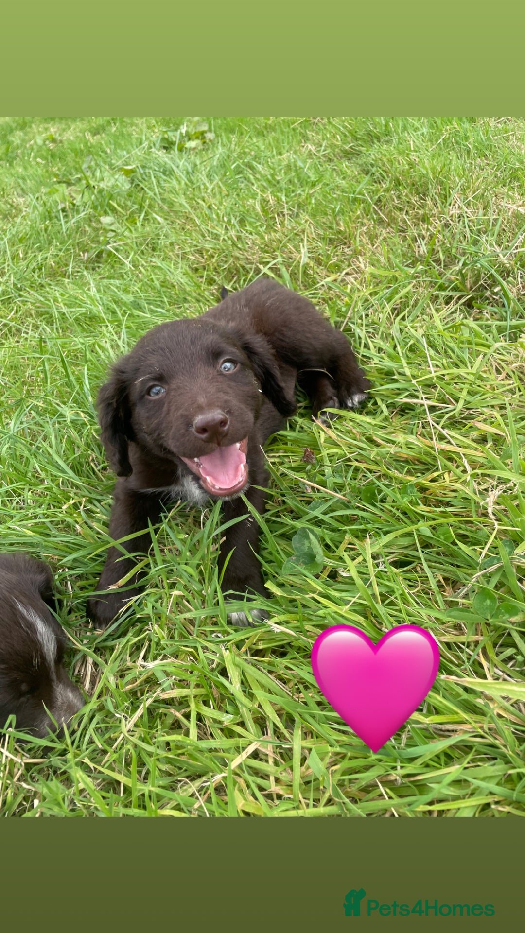 Sprollie dogs for sale: Sprollie Pups - Image 1