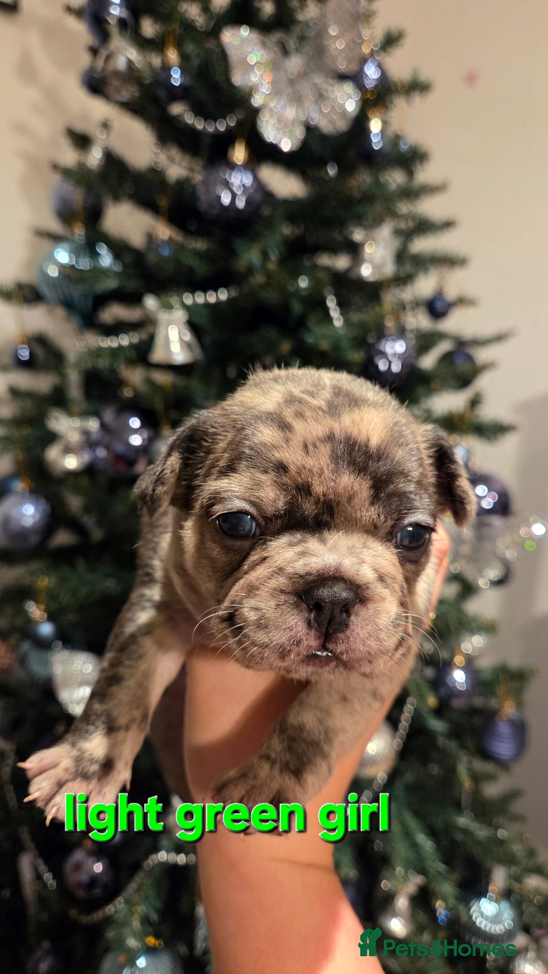 French Bulldog dogs for sale: Adorable French Bulldog puppies  - Advert 5