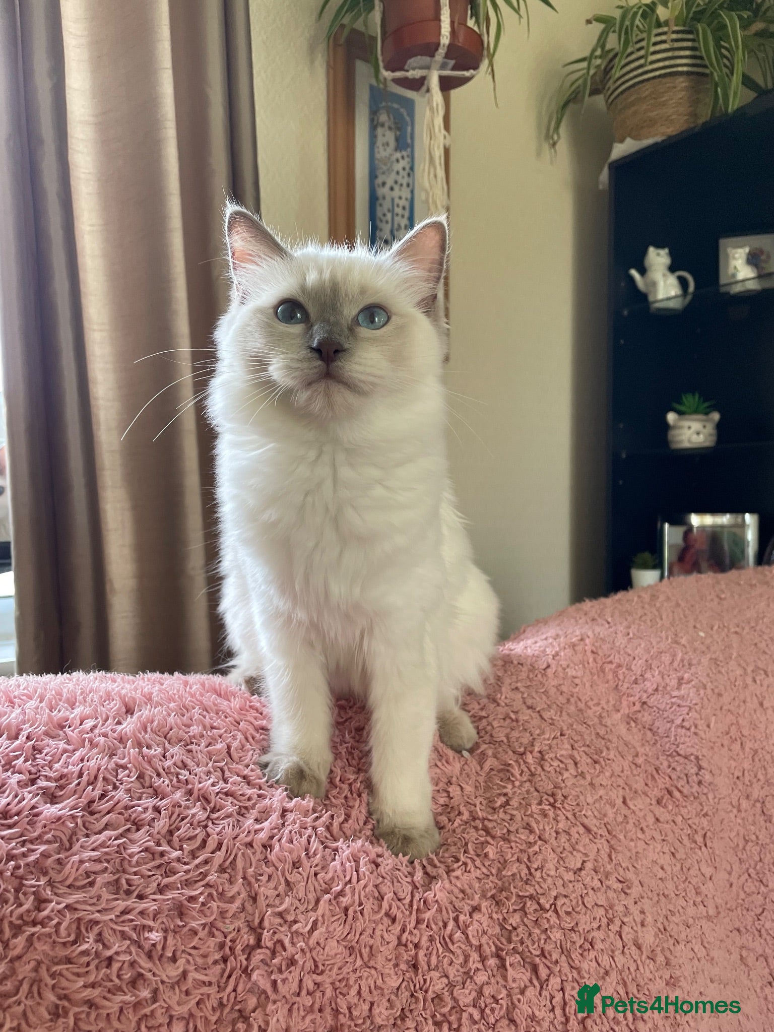 Ragdoll cats 🌟Beautiful registered Ragdoll kittens🌟 - Advert 1