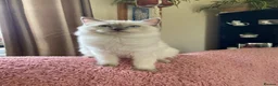 Ragdoll cats for sale: 🌟Beautiful registered Ragdoll kittens🌟 - Advert 2