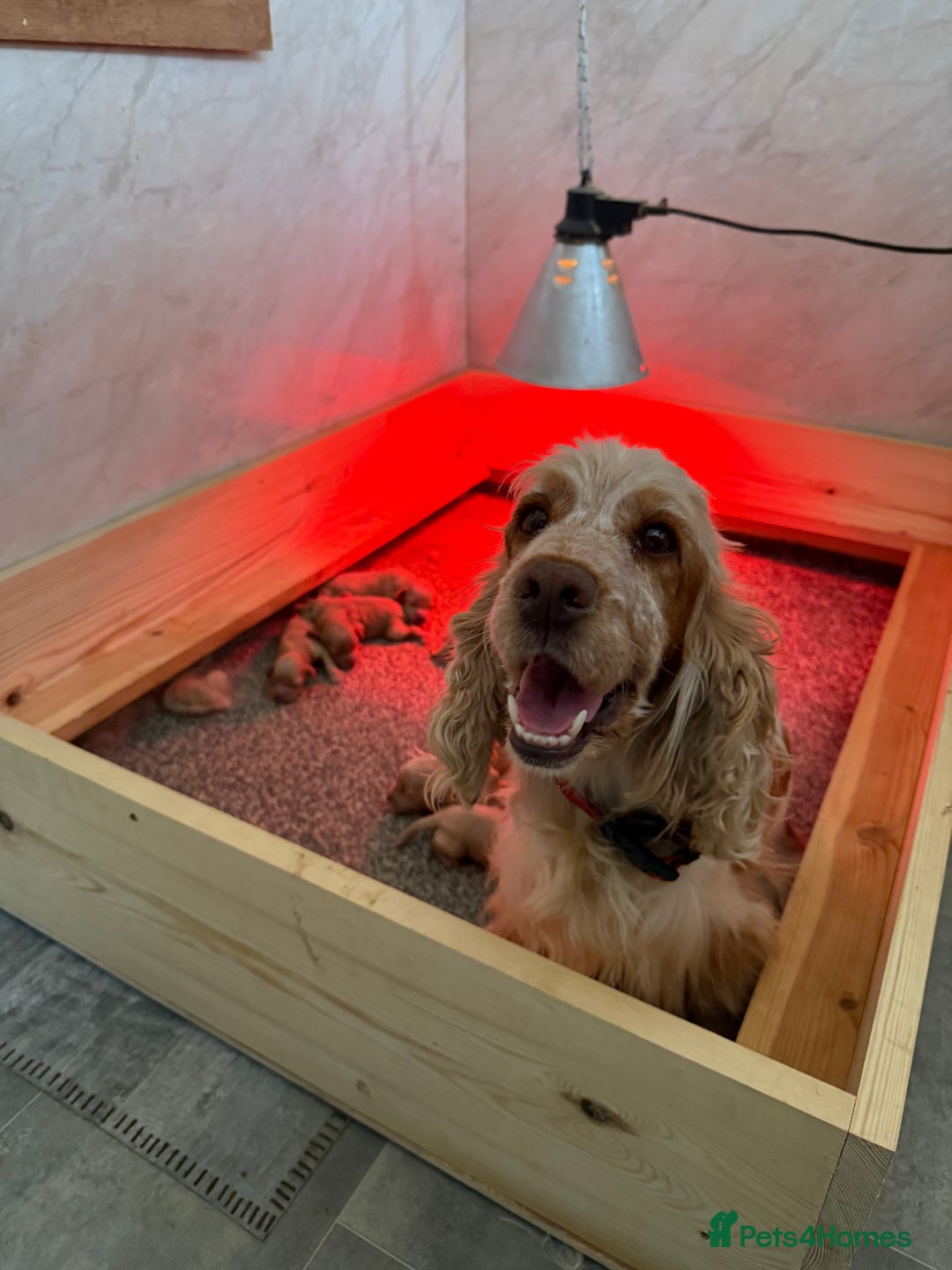 Cockapoo dogs for sale: Most extensively genetically health tested pups  - Image 3