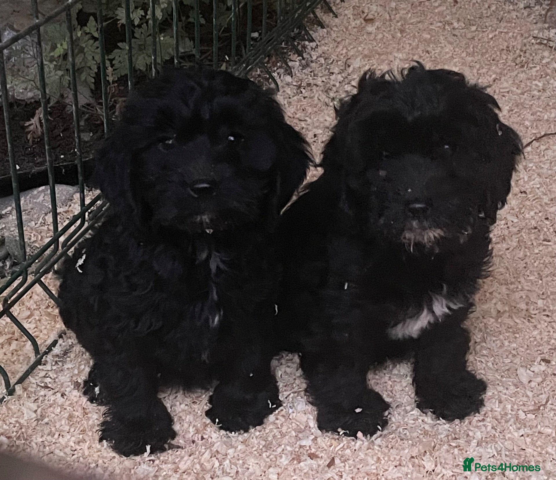 Sproodle dogs Sproodle Pups Ready Now Springer XMinature Poodle  - Advert 11