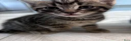 Mixed Breed cats for sale: 4 playful boy kittens looking for forever homes  - Advert 8