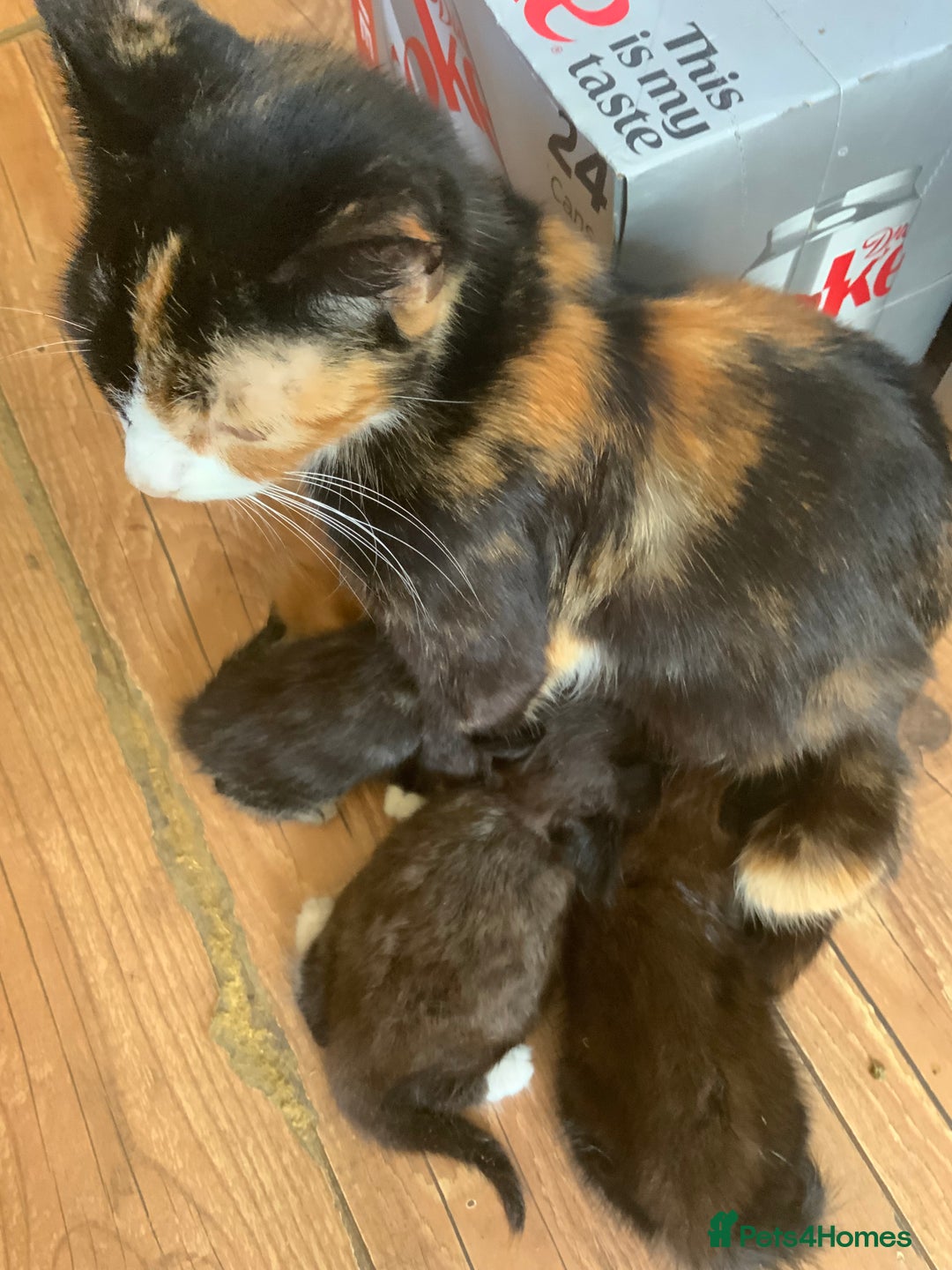 Mixed Breed cats for sale: Adorable Kittens  - Image 1
