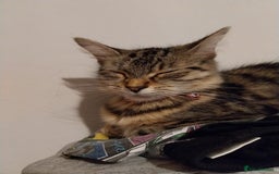 Persian cats for sale: Long haired tabby persain  - Image 1