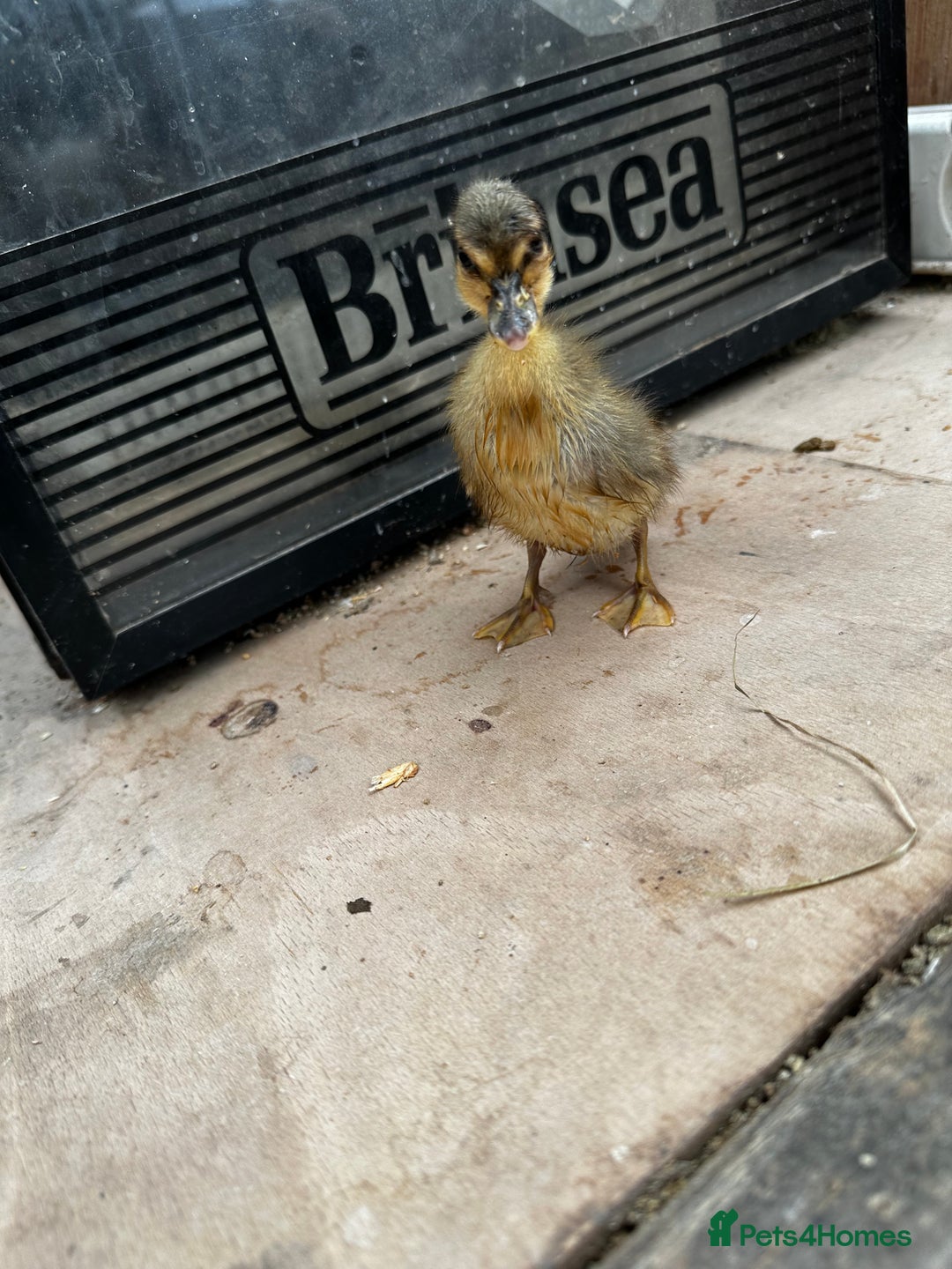 Chickens poultry for sale: PURE BRED CHICKS & DUCKLINGS  - Image 5