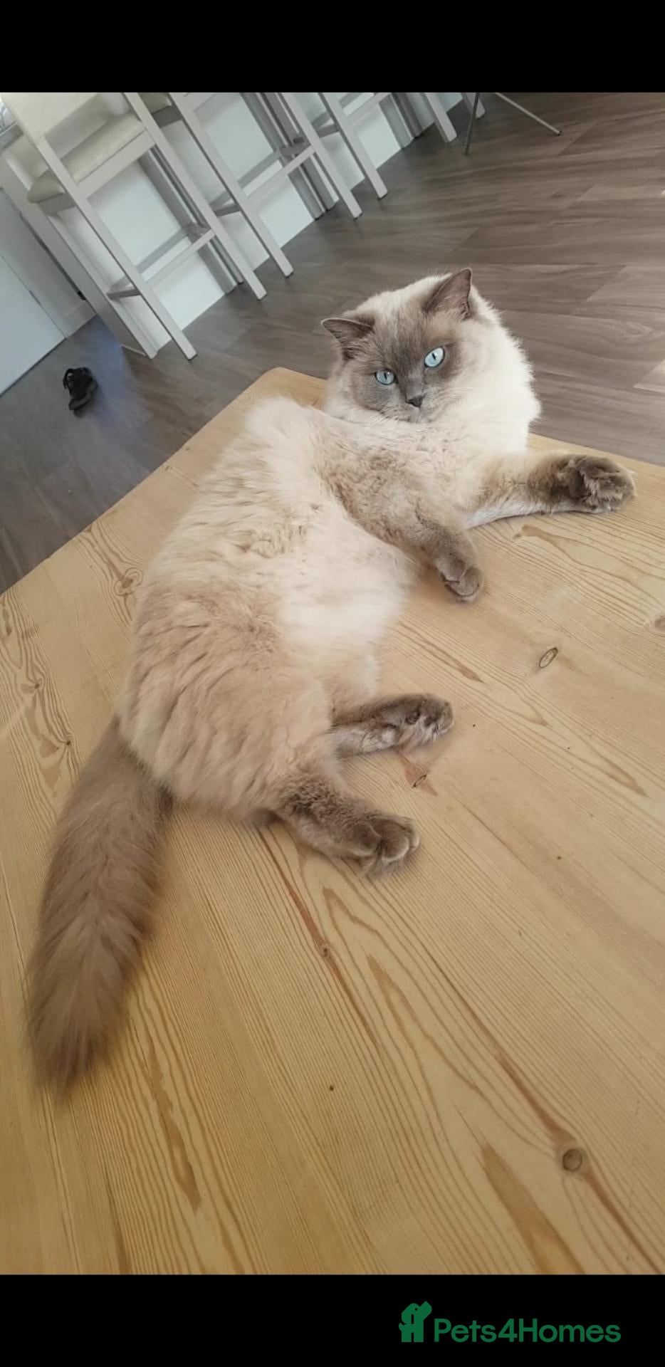 Ragdoll cats Stunning Female Blue Mink Ragdoll - Advert 1