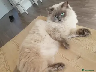 Ragdoll cats Stunning Female Blue Mink Ragdoll - Advert 2