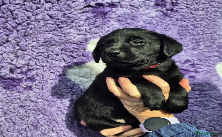 Labrador Retriever dogs - Advert 2