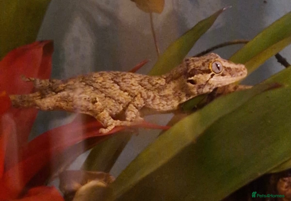 Gecko reptiles Reticulated Gargoyle Gecko - Advert 1