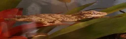 Gecko reptiles for sale: Reticulated Gargoyle Gecko - Advert 1