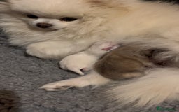 Pomeranian dogs for sale: Last Pomeranian Male - Image 13