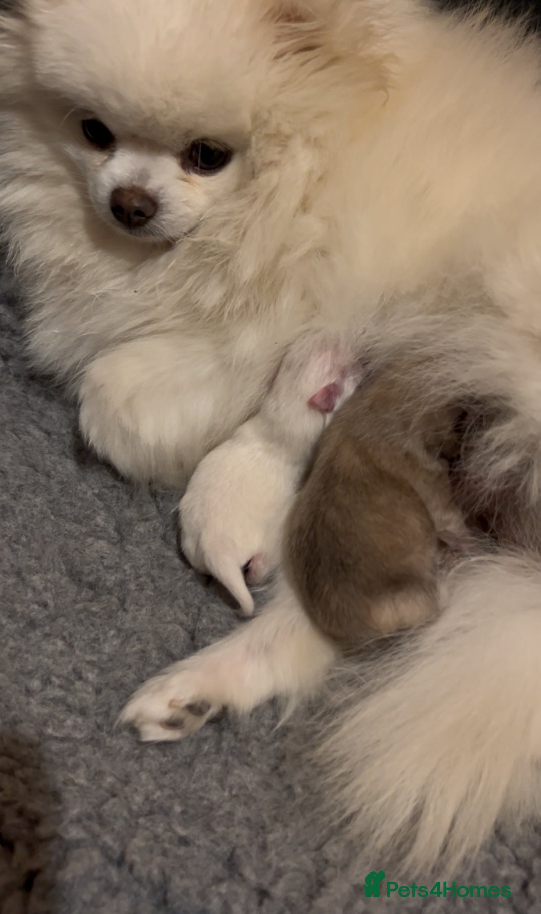 Pomeranian dogs for sale: Last Pomeranian Male - Image 13