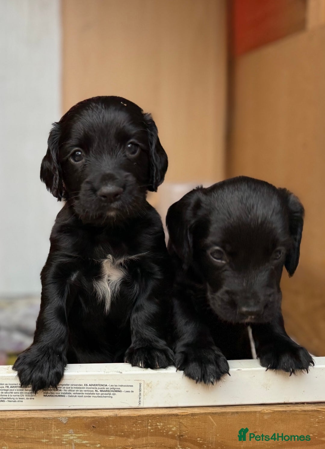 Cocker Spaniel dogs for sale: KC REG Cocker Spaniels - Image 19