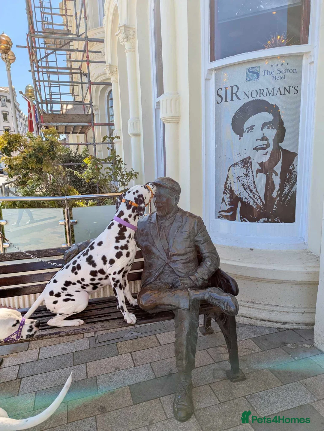 Dalmatian dogs for sale: All pups sold, sorry. - Advert 30