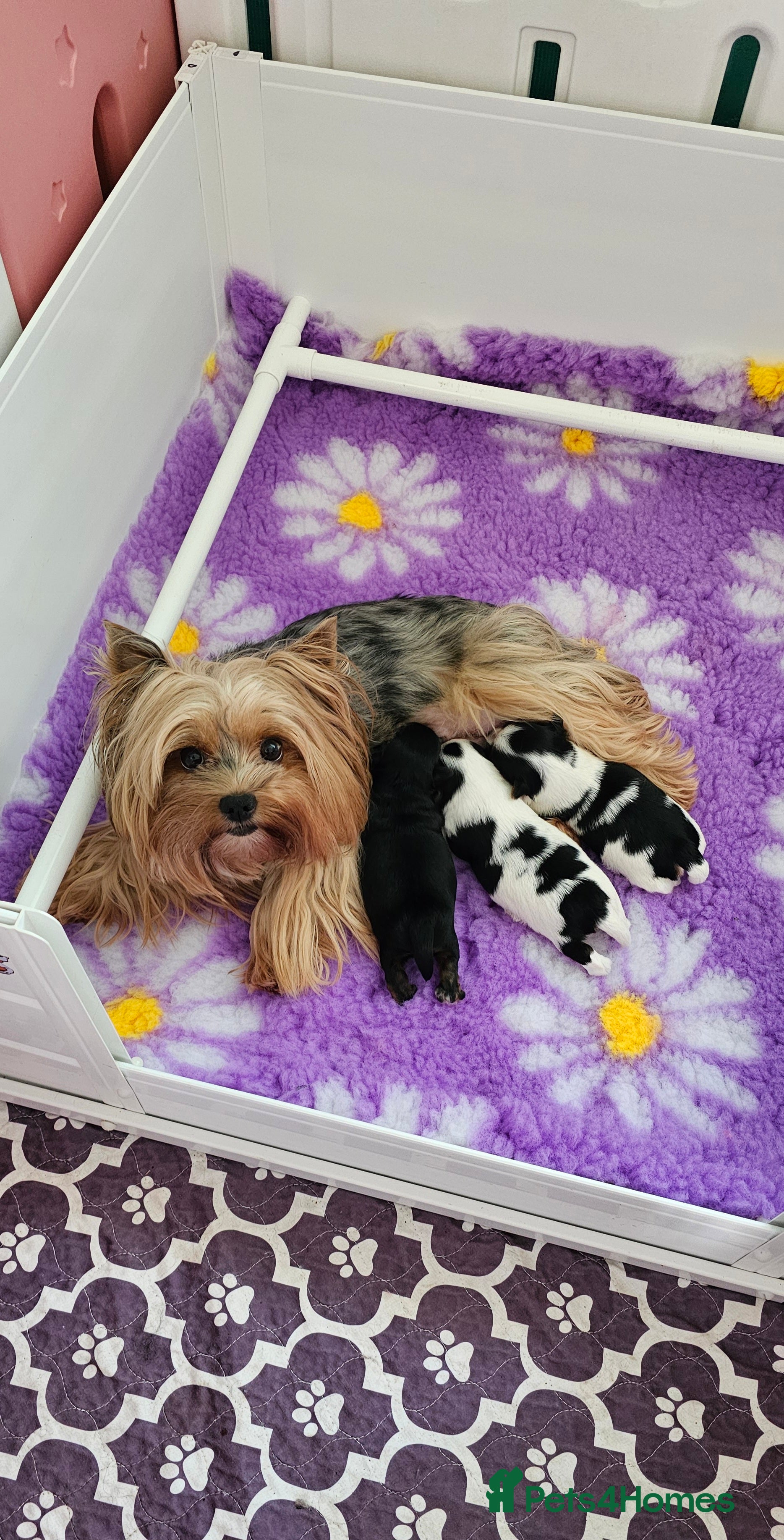 Yorkshire Terrier dogs Beautiful Biewer Terrier 🥰 - Advert 1