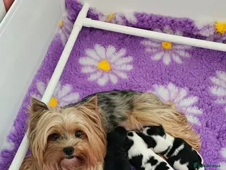 Yorkshire Terrier dogs Beautiful Biewer Terrier 🥰 - Advert 4