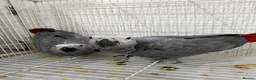 Parrots birds for sale: Young African greys closed rung with cities  in Leeds - Advert 3