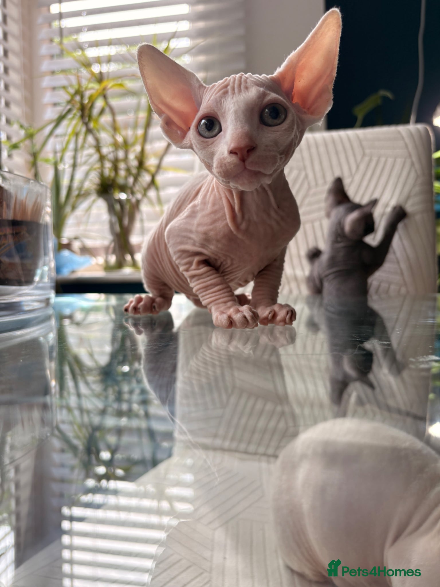 Sphynx cats for sale: Sphynx bambino kittens available 🐈‍⬛🐈 - Advert 23