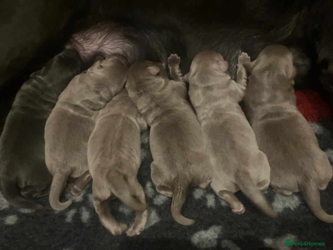 Labrador Retriever dogs for sale:  **  day Silver / Charcoal Labradors.  - Advert 9