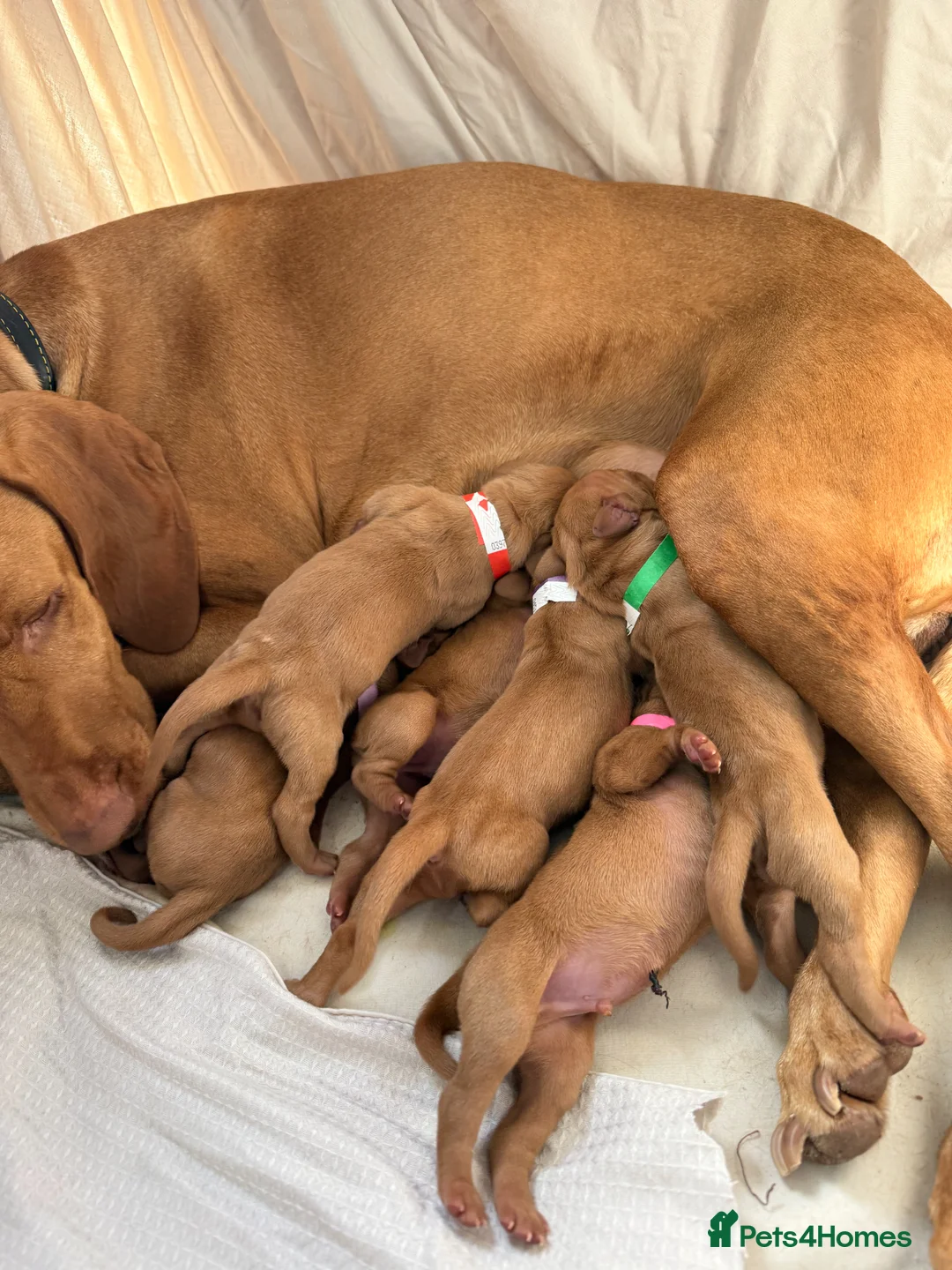 Hungarian Vizsla dogs for sale: Hungarian Vizsla Puppies for Sale - Advert 1