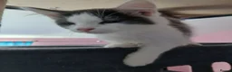 British Longhair cats for sale: 2 Male british longhair kittens - Advert 3
