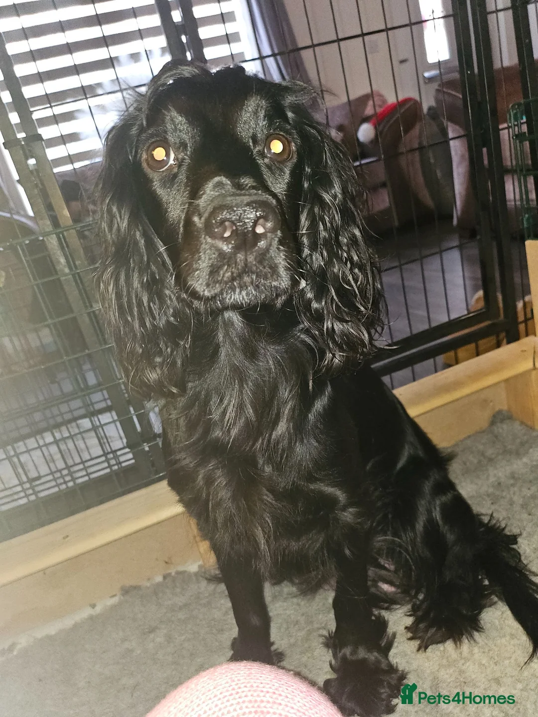 Cocker Spaniel dogs for sale: Cocker spaniel pups - Advert 2