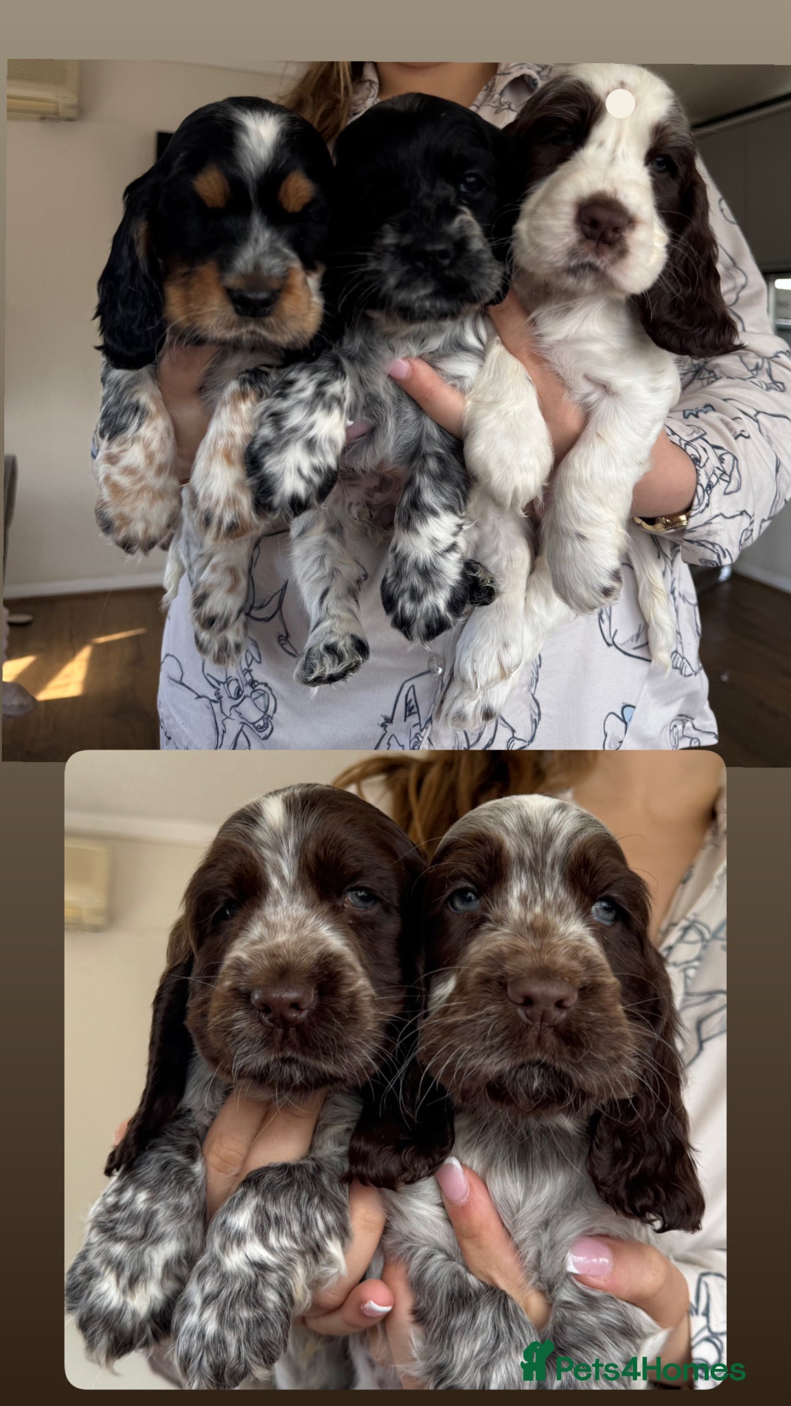Cocker Spaniel dogs Stunning litter  - Advert 5
