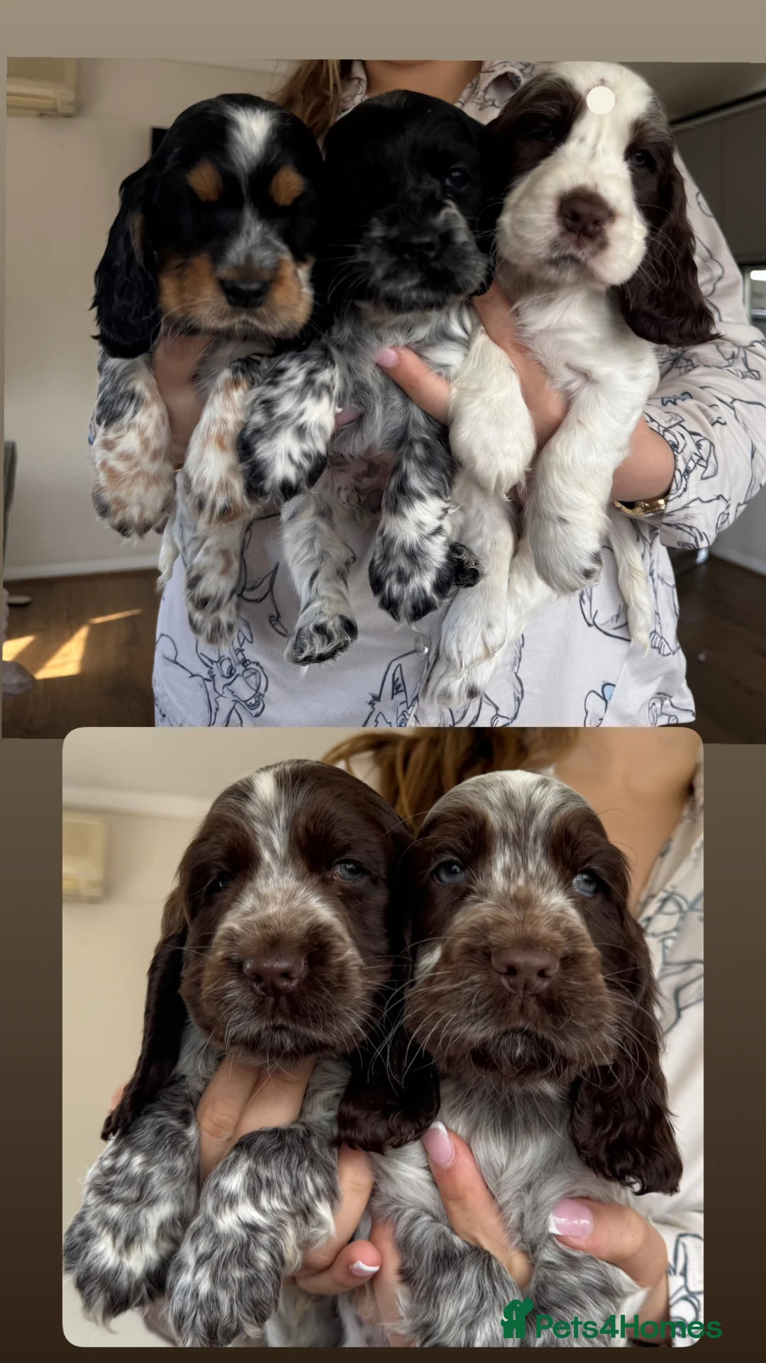 Cocker Spaniel dogs for sale: Stunning litter  - Advert 1