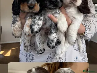 Cocker Spaniel dogs Stunning litter - Advert 3