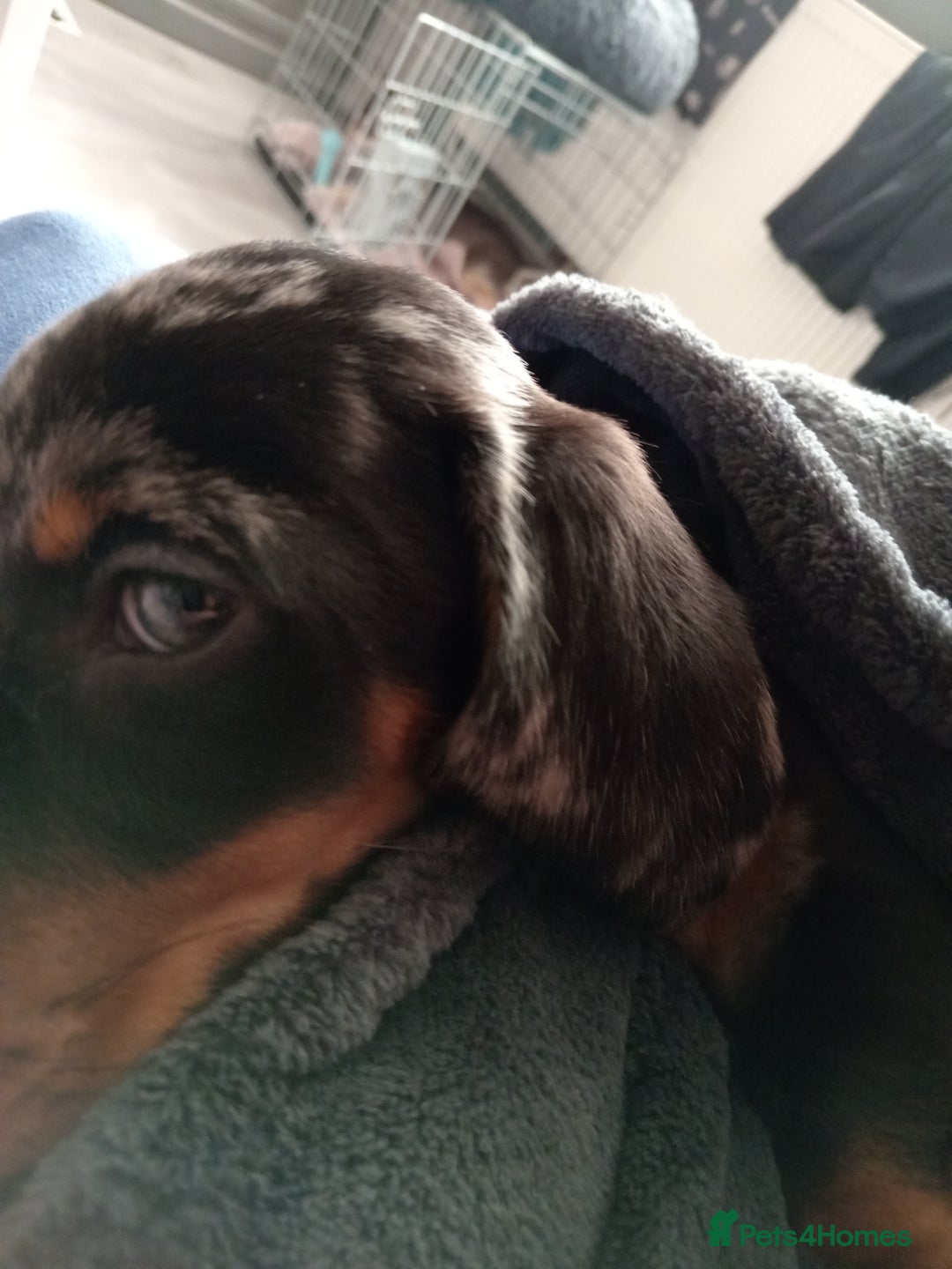 Dachshund dogs for sale: Miss Abby - Image 1