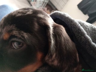 Dachshund dogs Miss Abby - Advert 17