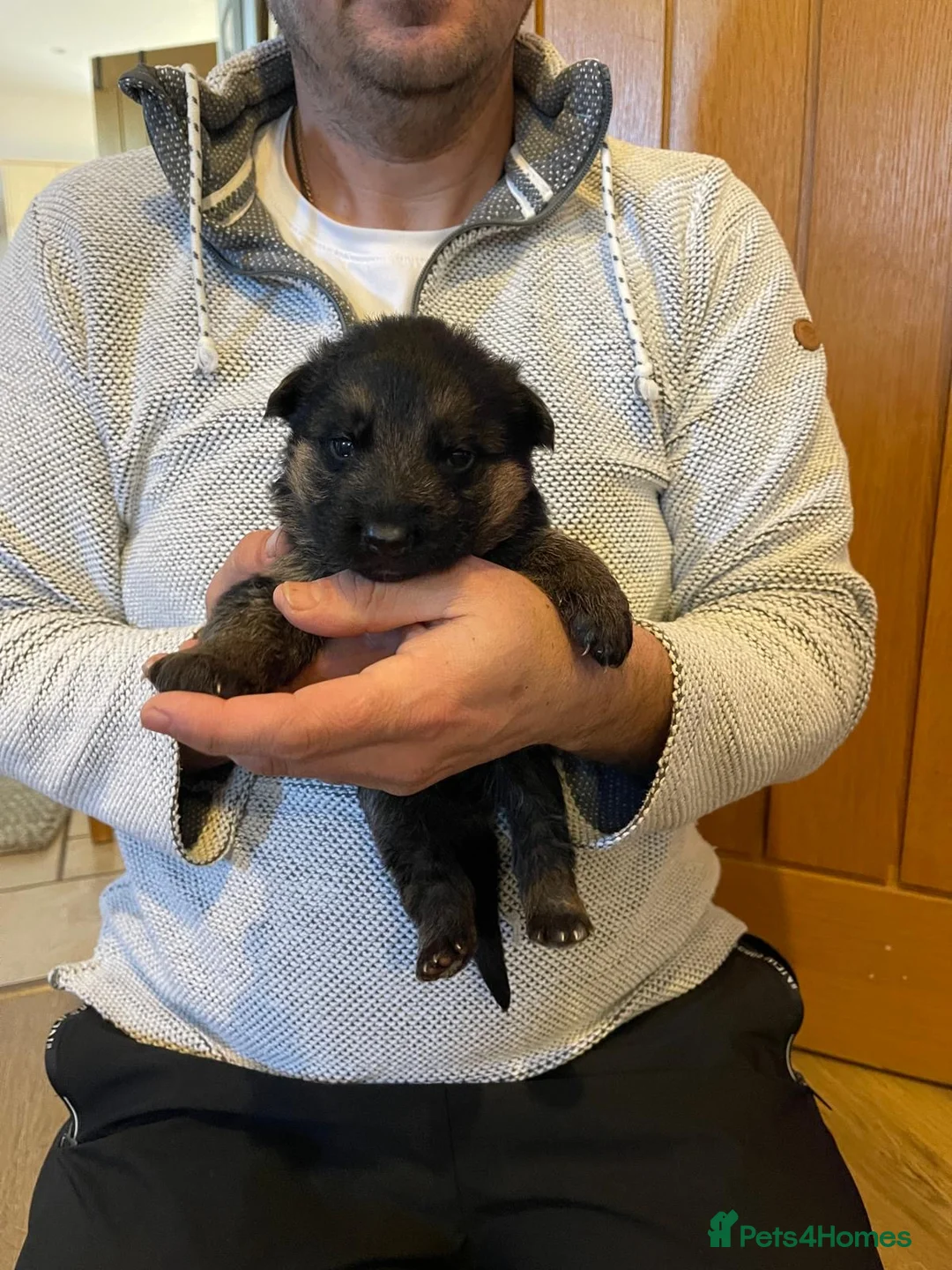 German Shepherd dogs for sale: Last Male GSD Puppy – Enzo vom Ezenthal - Advert 10
