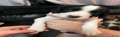 English Springer Spaniel Puppy 1