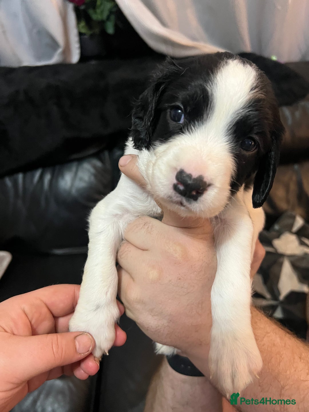 English Springer Spaniel dogs for sale: STUNNING liver and white KC ESS male  - Advert 17
