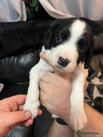 English Springer Spaniel dogs Just 2 gorgeous KC reg ESS puppies - Advert 4