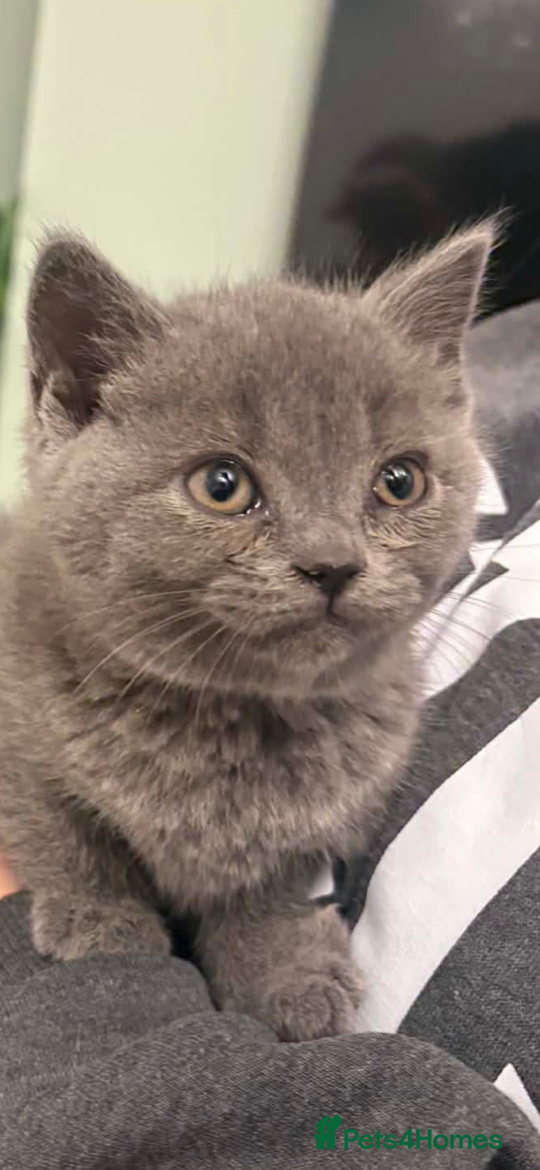 British Longhair cats British short-hair  - Advert 1