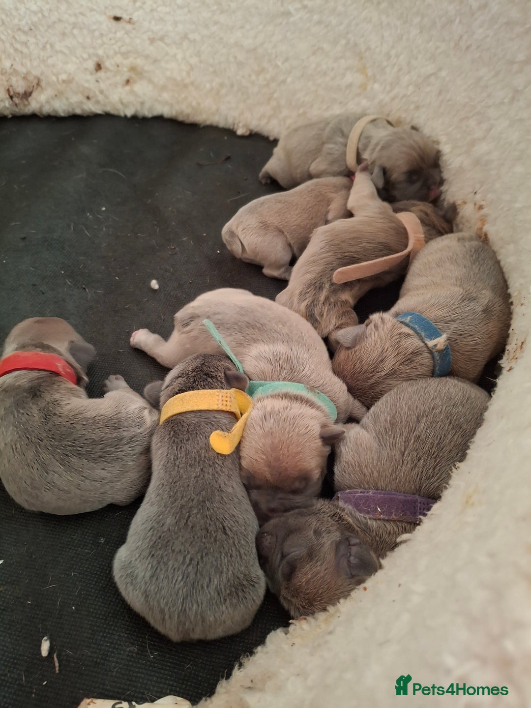 French Bulldog dogs for sale: French bulldog puppies  - Image 3