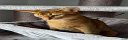 Abyssinian cats for sale: TICA Registered Abyssinian Kittens - Advert 6