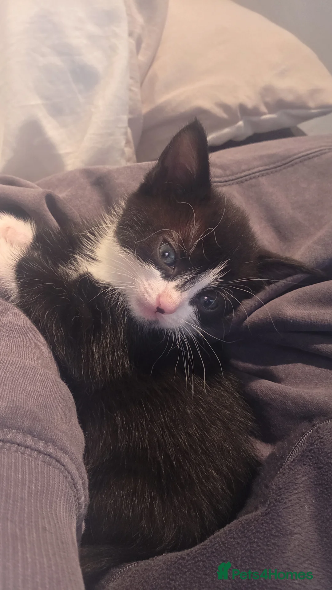 Mixed Breed cats for sale: Beautiful blue eyed kittens  - Advert 10