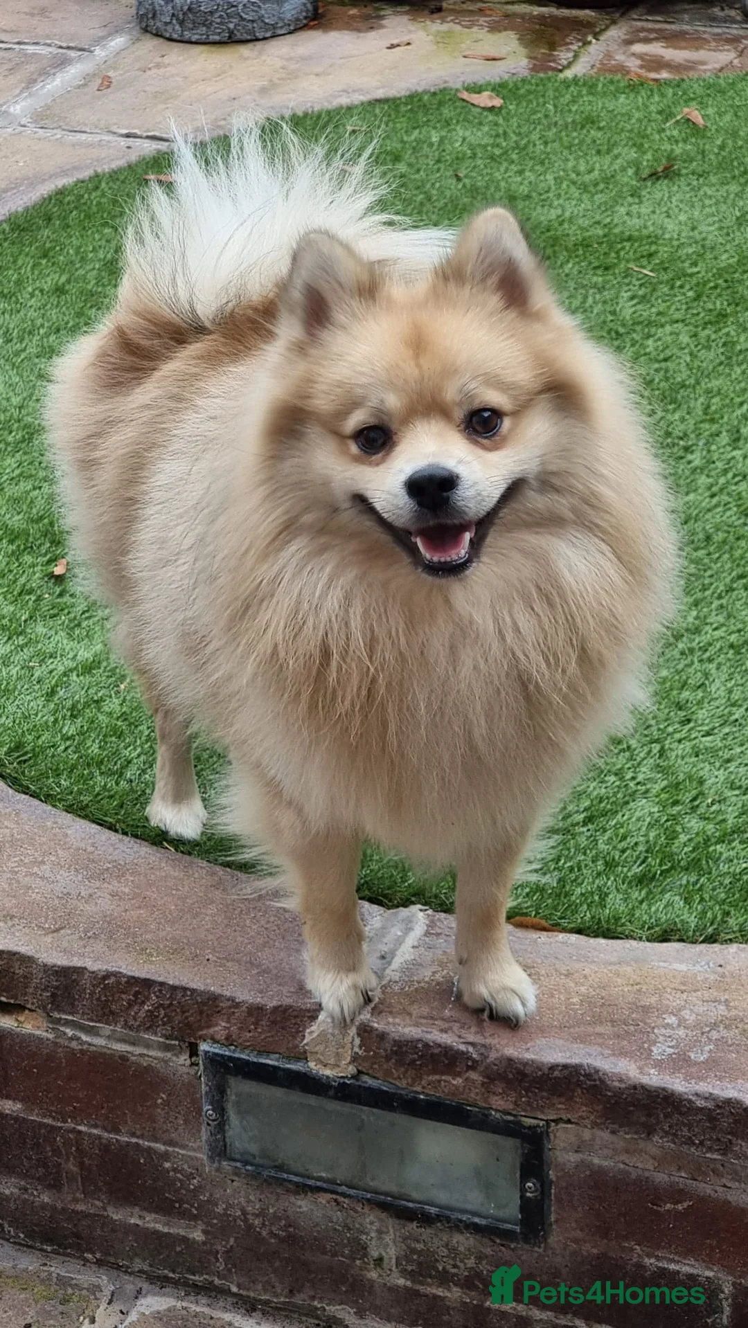 Pomeranian dogs for stud: Pure-Bred Pomeranian Male, FOR STUD - Advert 1