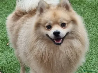 Pomeranian dogs Pure-Bred Pomeranian Male, FOR STUD - Advert 1