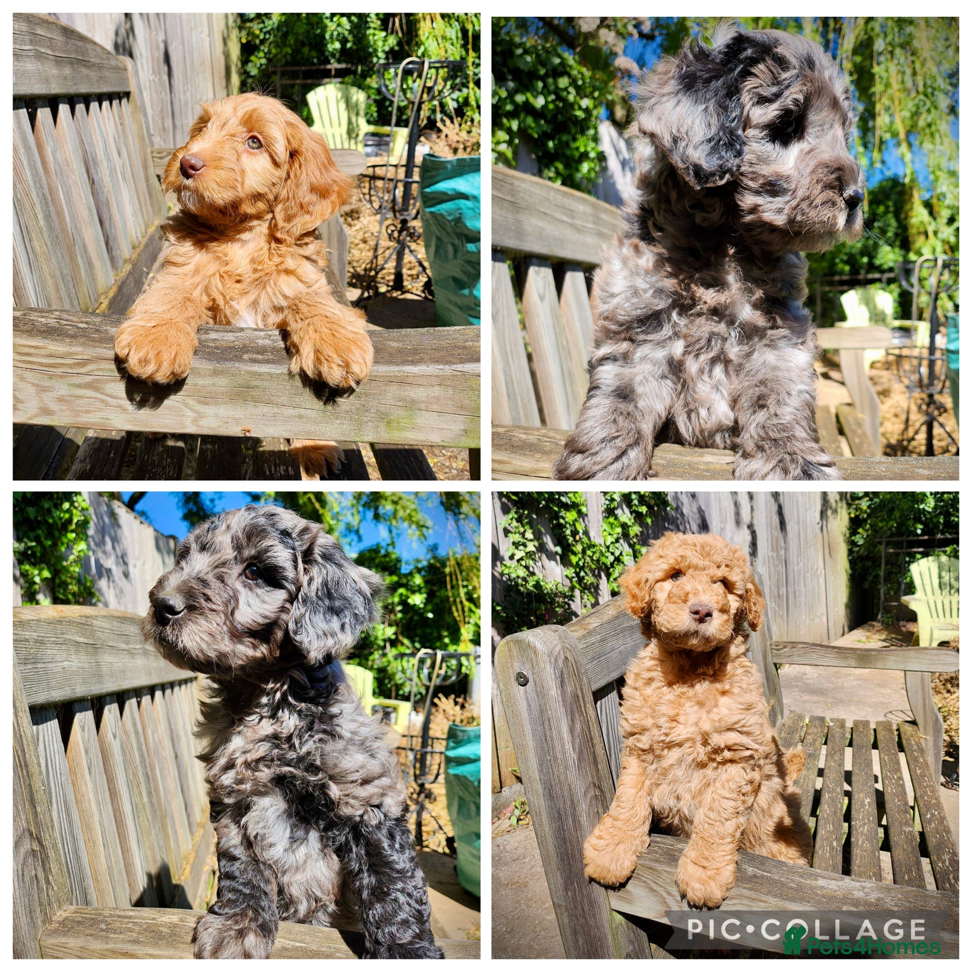 Australian Labradoodle dogs *READY TO GO* 💕Australian Labradoodle Puppies💕 - Advert 3