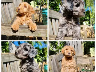 Australian Labradoodle dogs *READY TO GO* 💕Australian Labradoodle Puppies💕 - Advert 6