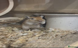 Gerbil rodents for sale: Gerbils for sale  - Image 4