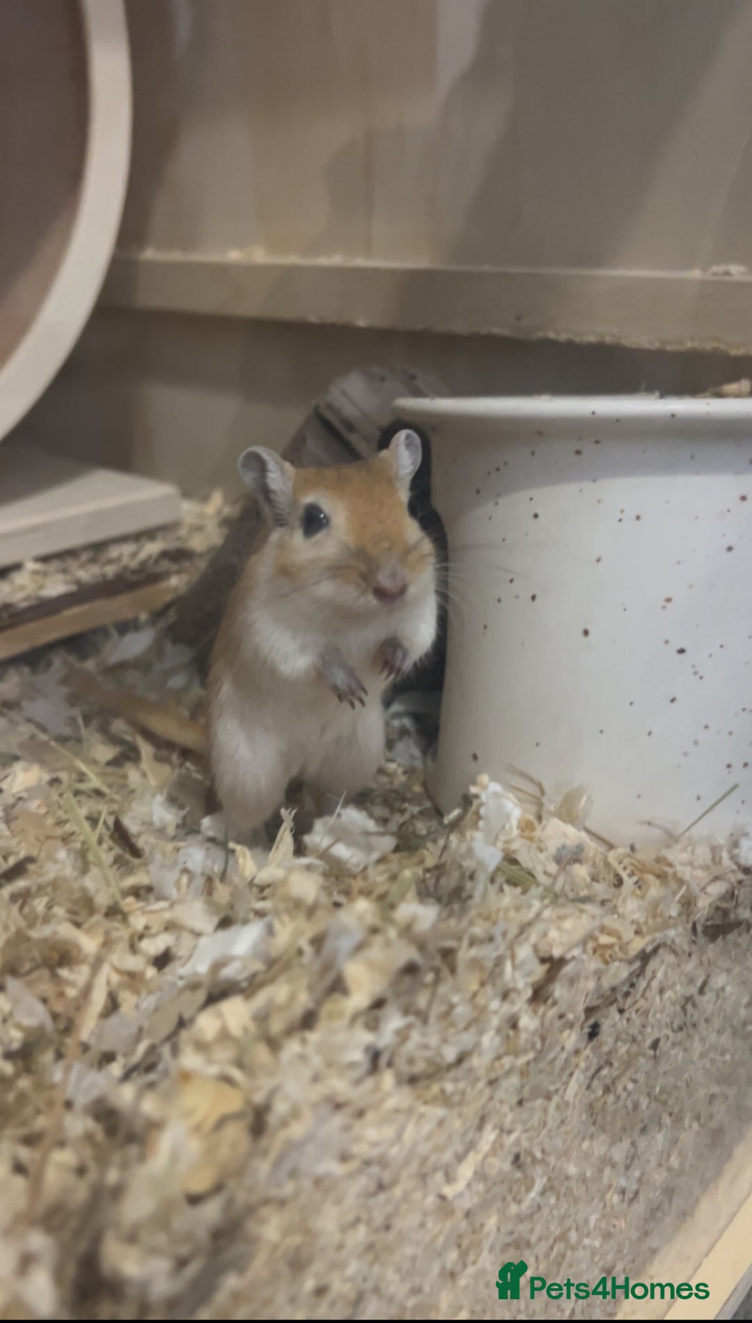 Gerbil rodents for sale: Gerbils for sale  - Image 4