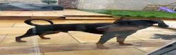 Dobermann dogs for sale: Male Doberman for sale - Advert 4