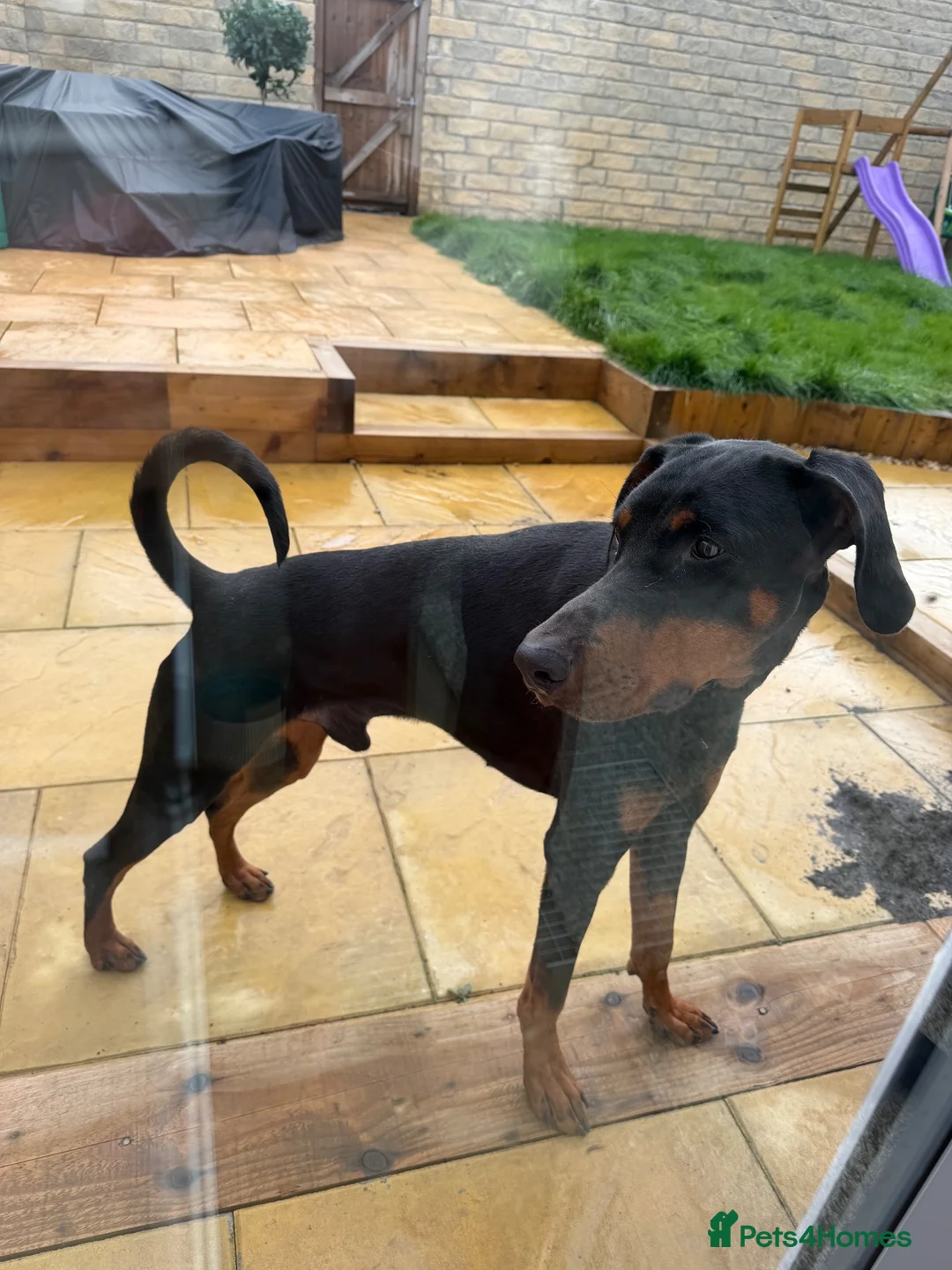 Dobermann dogs for sale: Male Doberman for sale - Advert 4