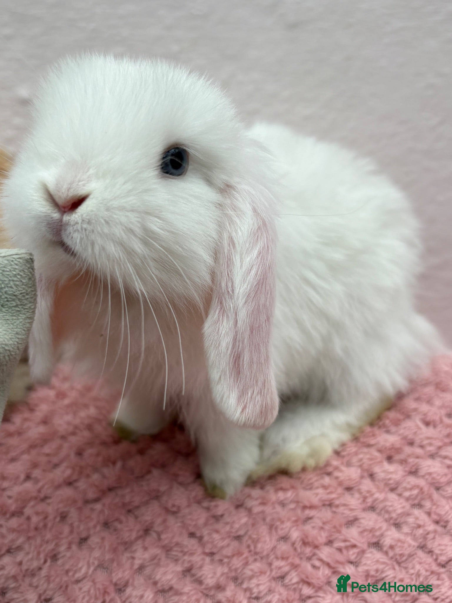 Mini Lop rabbits Mini lops-raised indoors  - Advert 2
